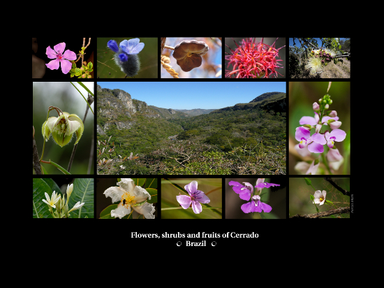 Compositions of photographs - Flowers, shrubs and fruits of biomass Cerrado