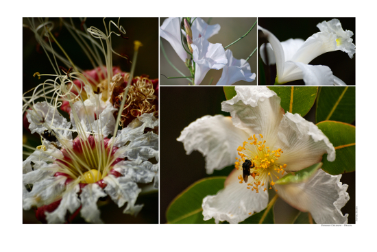 Compositions of photographs - Flowers, shrubs and fruits of biomass Cerrado