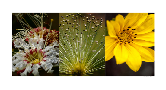 Compositions of photographs - Flowers, shrubs and fruits of biomass Cerrado