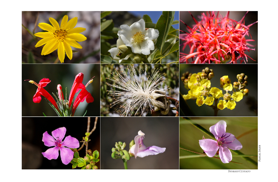 Compositions of photographs - Flowers, shrubs and fruits of biomass Cerrado