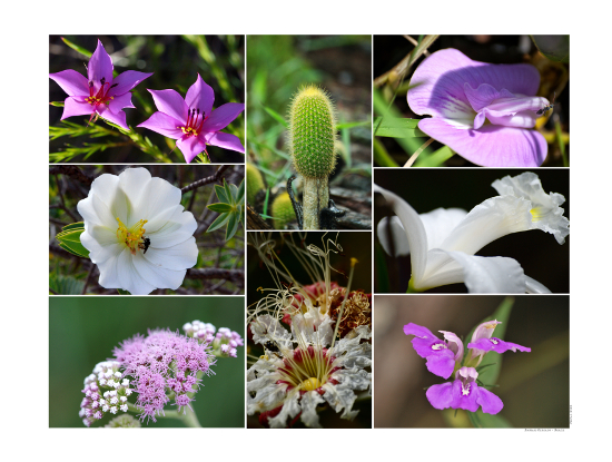 Compositions of photographs - Flowers, shrubs and fruits of biomass Cerrado