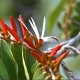 Photos of plants with white bloom