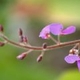 Photos of plants with pink or purple bloom