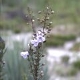 Photos of plants with blue bloom