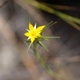 Photos of plants with yellow or golden bloom