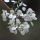 Photos of plants with white bloom