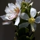 Photos of plants with white bloom