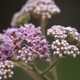 Photos of plants with pink or purple bloom