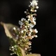 Photos of plants with white bloom