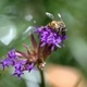 Photos of plants with pink or purple bloom