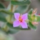 Photos of plants with pink or purple bloom