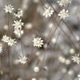 Photos of plants with white bloom