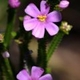 Photos of plants with pink or purple bloom