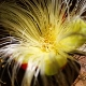 Photos of plants with white bloom