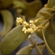 Photos of plants with white bloom