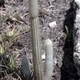 Photos of cacti and particular plants