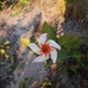 Photos of plants with white bloom