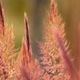 Photos of herbaceous or grasses plants type