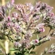 Photos of plants with pink or purple bloom