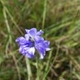 Photos of plants with blue bloom