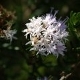 Photos of plants with white bloom