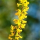 Photos of plants with yellow or golden bloom