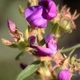 Photos of plants with pink or purple bloom