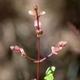 Photos of plants with pink or purple bloom