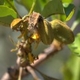 Photos of fruits and seeds