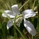 Photos of plants with white bloom