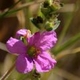 Photos of plants with pink or purple bloom