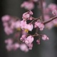 Photos of plants with pink or purple bloom