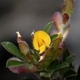 Photos of plants with yellow or golden bloom