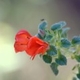 Photos of plants with red bloom