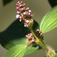 Photos of plants with pink or purple bloom