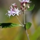 Photos of plants with pink or purple bloom