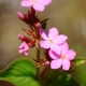 Photos of plants with pink or purple bloom