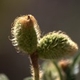 Photos of fruits and seeds