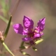 Photos of plants with pink or purple bloom