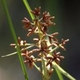 Photos of herbaceous or grasses plants type