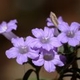 Photos of plants with blue bloom