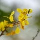 Photos of plants with yellow or golden bloom