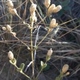 Photos of plants with white bloom