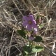 Photos of plants with pink or purple bloom