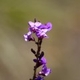 Photos of plants with pink or purple bloom