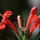 Photos of plants with red bloom