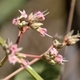 Photos of plants with pink or purple bloom