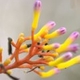 Photos of plants with yellow or golden bloom