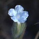 Photos of plants with blue bloom