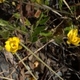 Photos of plants with yellow or golden bloom